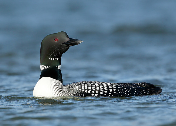 Great Northern Diver Gavia immer