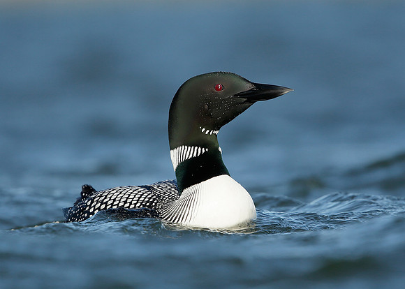 Great Northern Diver Gavia immer