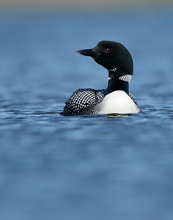 Great Northern Diver Gavia immer