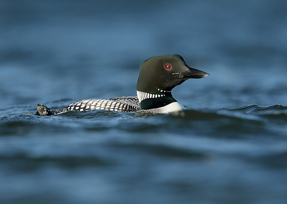 Great Northern Diver Gavia immer