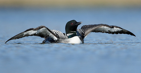 Great Northern Diver Gavia immer