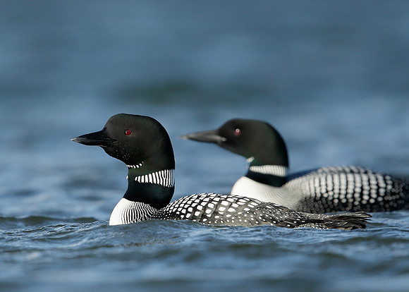 Great Northern Diver Gavia immer