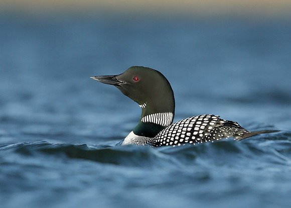 Great Northern Diver Gavia immer