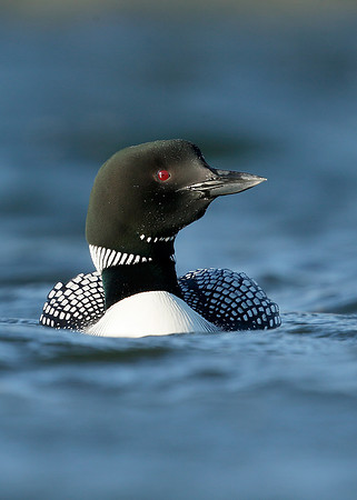 Great Northern Diver Gavia immer