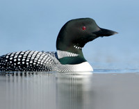 Great Northern Diver Gavia immer