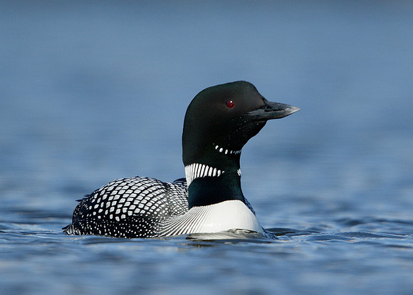 Great Northern Diver Gavia immer