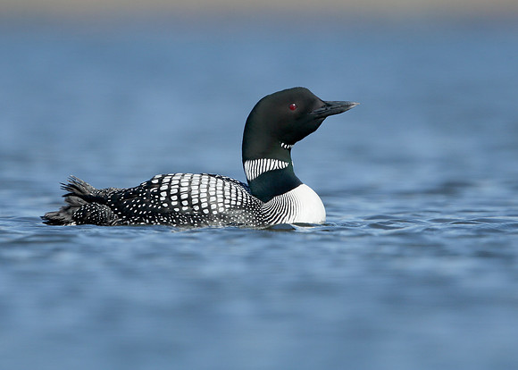 Great Northern Diver Gavia immer