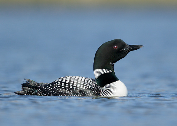 Great Northern Diver Gavia immer