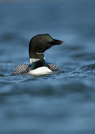 Great Northern Diver Gavia immer