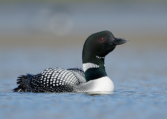 Great Northern Diver Gavia immer