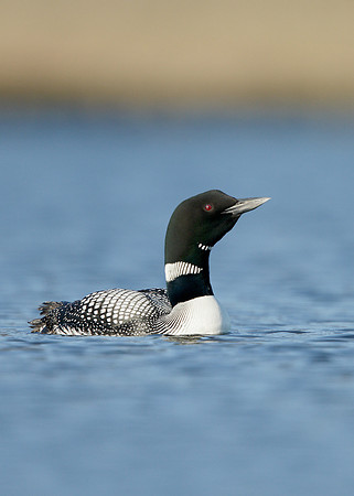 Great Northern Diver Gavia immer