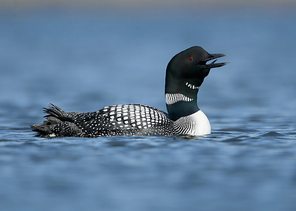 Great Northern Diver Gavia immer