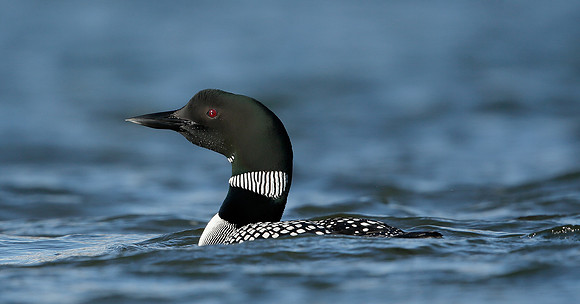 Great Northern Diver Gavia immer