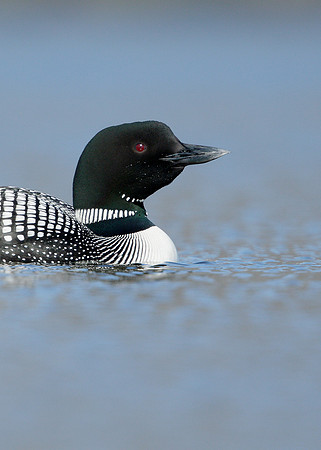 Great Northern Diver Gavia immer