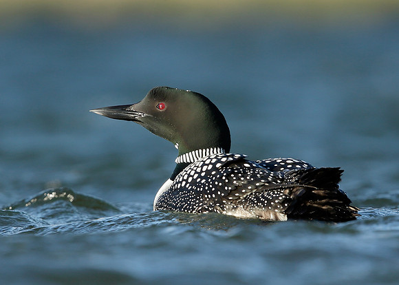 Great Northern Diver Gavia immer