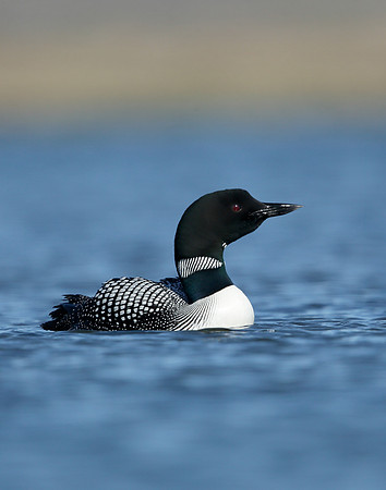 Great Northern Diver Gavia immer