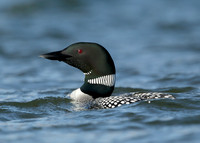 Great Northern Diver Gavia immer