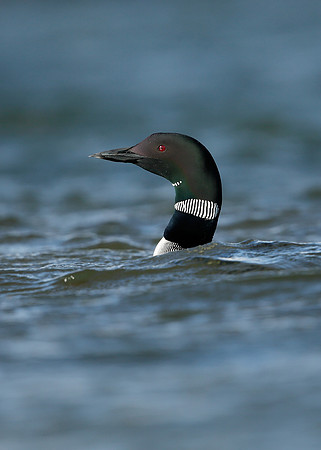 Great Northern Diver Gavia immer