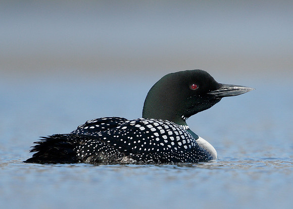 Great Northern Diver Gavia immer
