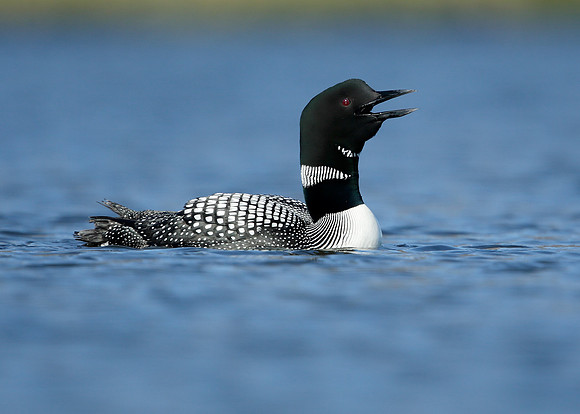 Great Northern Diver Gavia immer