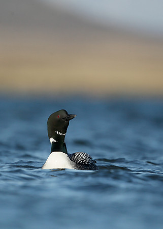 Great Northern Diver Gavia immer