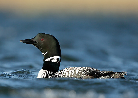 Great Northern Diver Gavia immer
