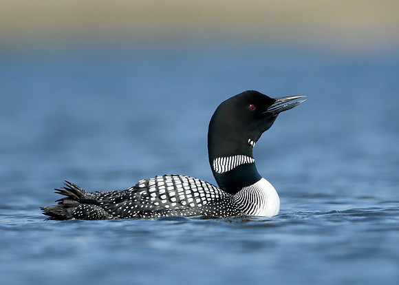 Great Northern Diver Gavia immer