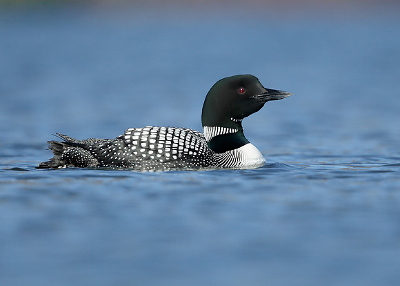 Great Northern Diver Gavia immer