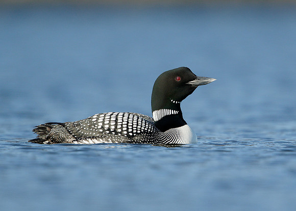 Great Northern Diver Gavia immer