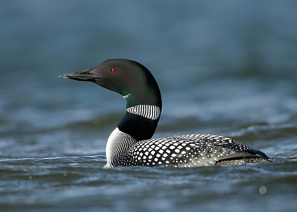 Great Northern Diver Gavia immer