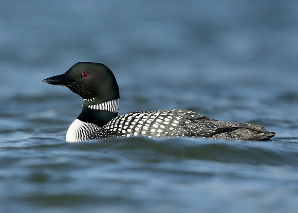 Great Northern Diver Gavia immer