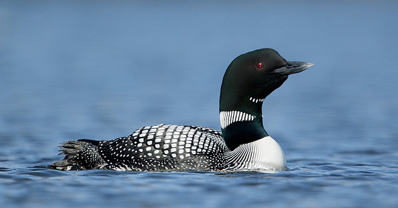 Great Northern Diver Gavia immer
