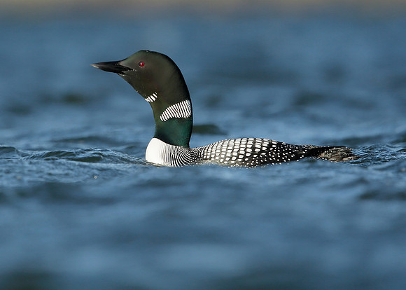 Great Northern Diver Gavia immer