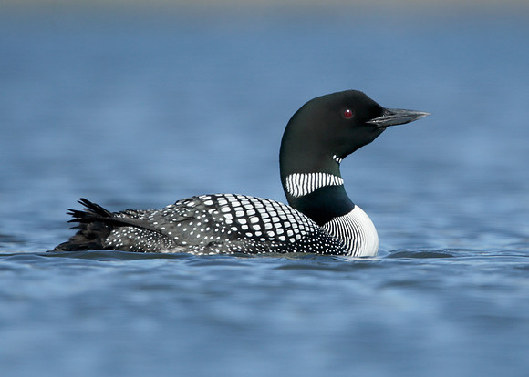 Great Northern Diver Gavia immer