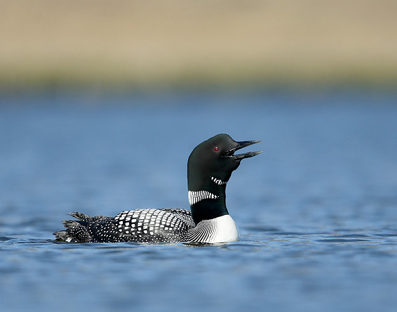 Great Northern Diver Gavia immer