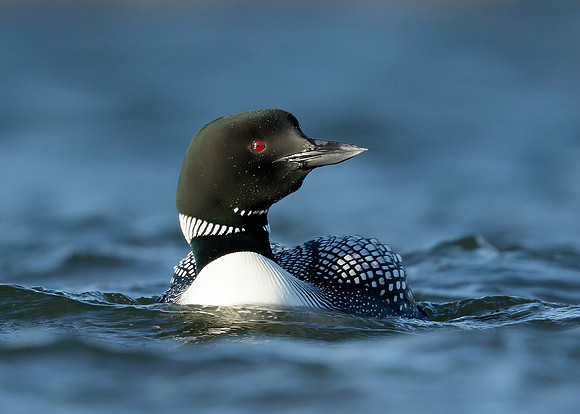 Great Northern Diver Gavia immer