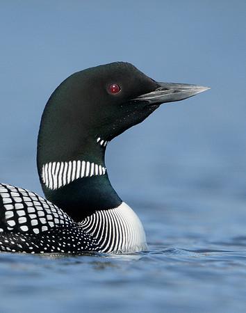 Great Northern Diver Gavia immer