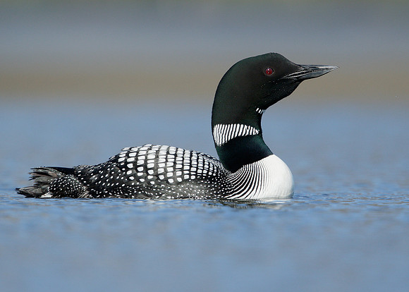 Great Northern Diver Gavia immer
