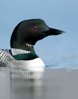 Great Northern Diver Gavia immer