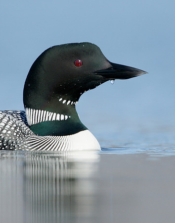 Great Northern Diver Gavia immer