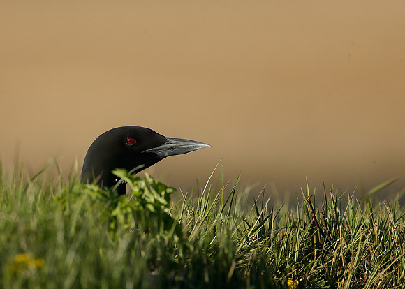 Great Northern Diver Gavia immer