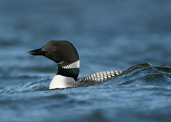 Great Northern Diver Gavia immer