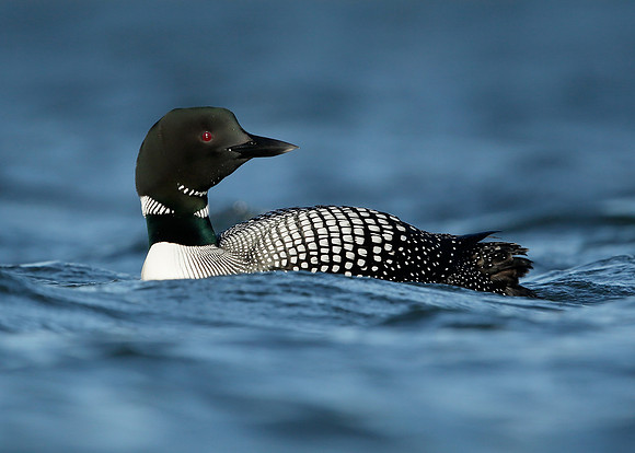 Great Northern Diver Gavia immer