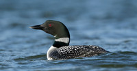 Great Northern Diver Gavia immer