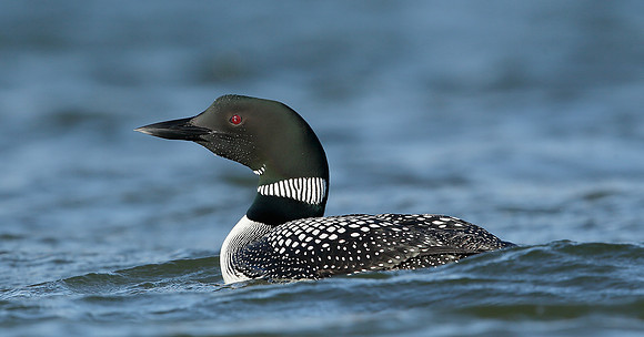 Great Northern Diver Gavia immer