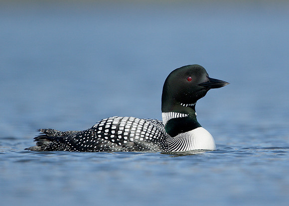 Great Northern Diver Gavia immer