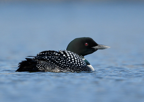 Great Northern Diver Gavia immer