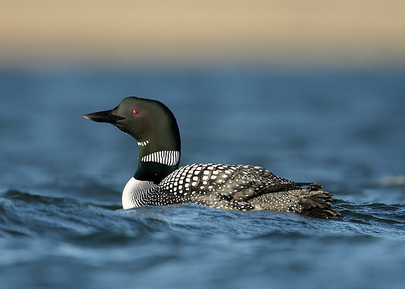 Great Northern Diver Gavia immer