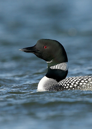 Great Northern Diver Gavia immer