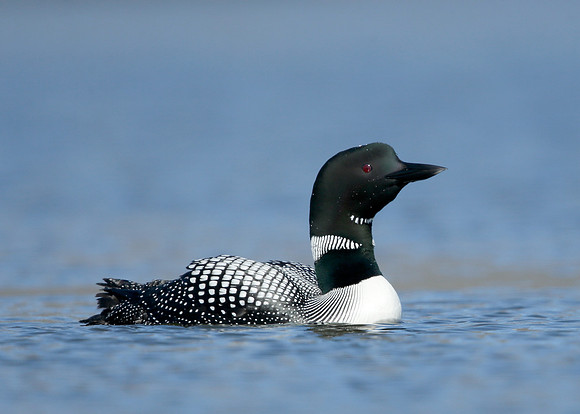 Great Northern Diver Gavia immer